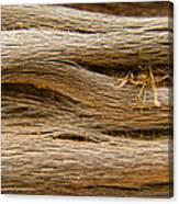 Driftwood 1 Canvas Print