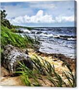 Driftwood By The Sea Canvas Print