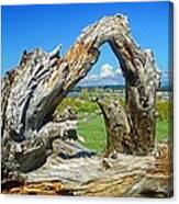 Driftwood On  Iverson Beach Camano Island Wa Canvas Print