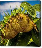 Drooping Sunflower Canvas Print