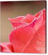 Drop Of Water On Rose Canvas Print