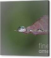 Droplet On The Leaf Tip Canvas Print