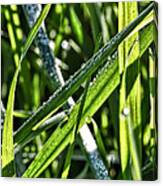 Droplets On The Green-drplets On Green Leafs Of Seagrass In Sunlight Canvas Print