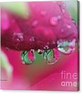 Droplets On The Rose Canvas Print
