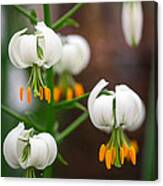 Drops Of Spring Canvas Print