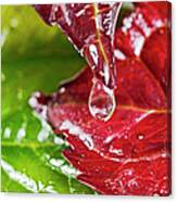 Drops On Colorful Foliage In Autumn Canvas Print