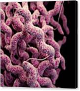 Drug-resistant Campylobacter Canvas Print