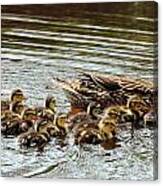 Duck Family Canvas Print
