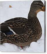 Duck Playing In The Snow Canvas Print