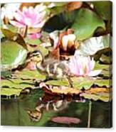 Duckling Running Over The Water Lilies 2 Canvas Print