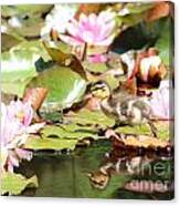 Duckling Running Over The Water Lilies Canvas Print
