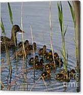 Ducklings And Mom Canvas Print