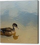 Ducky Two Canvas Print