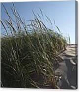 Dune Grass Canvas Print