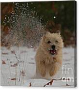 Dusted Canvas Print