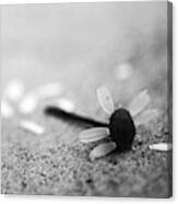 Dying Flower, B&w. Canvas Print