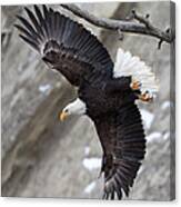 Eagle Takeoff Canvas Print