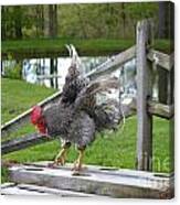 Eagle With A Red Chapeau Canvas Print