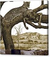 Early Hominid Killed By A Leopard Canvas Print