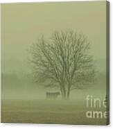 Early Morning Fog 009 Canvas Print