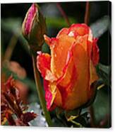 Early Roses Canvas Print