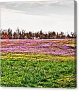 Early Spring Field Canvas Print