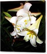 Easter Lilies Canvas Print