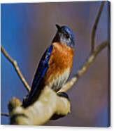 Eastern Bluebird Canvas Print