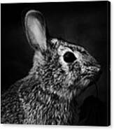 Eastern Cottontail Rabbit Portrait Canvas Print