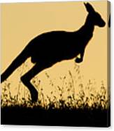 Eastern Grey Kangaroo Hopping At Sunset Canvas Print