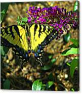 Eastern Tiger Swallowtail Canvas Print