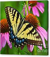Eastern Tiger Swallowtail Female Canvas Print