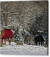 Eating Hay In The Snow Canvas Print