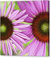 Echinacea Purpurea Rubinglow Pattern Canvas Print