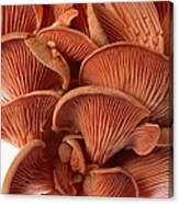 Edible Fungi 2 Canvas Print