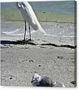 Egret And Seagull Canvas Print