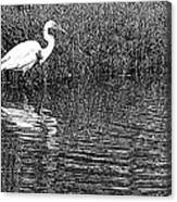 Egret In The Thicket Canvas Print