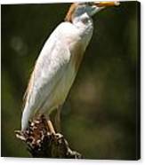 Cattle Egret Perched On Dead Branch Canvas Print