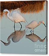 Elegant Big And Small Great White And Snowy Egrets Canvas Print