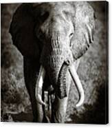 Elephant Bull Canvas Print