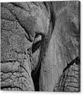 Elephant Bw Canvas Print