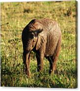 Elephant Calf Canvas Print