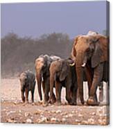 Elephant Herd Canvas Print