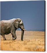 Elephant in grassfield Canvas Print
