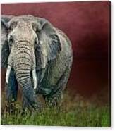 Elephant In The Grass Canvas Print