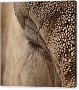 Elephant Lashes Canvas Print