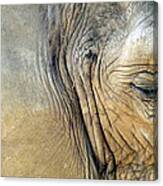 Elephant One Canvas Print
