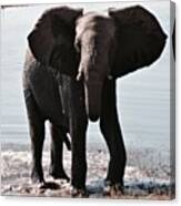 Elephant Playing In The Water! Canvas Print