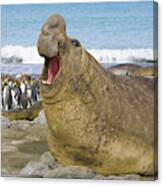 Elephant Seal Roaring Canvas Print