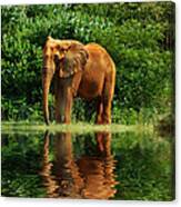 Elephant The Giant Canvas Print